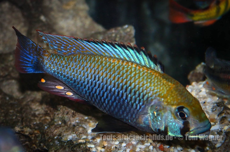 Astatotilapia calliptera 'Thumbi East Island'